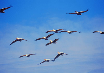 Birds Flying on Flying Birds Jpg